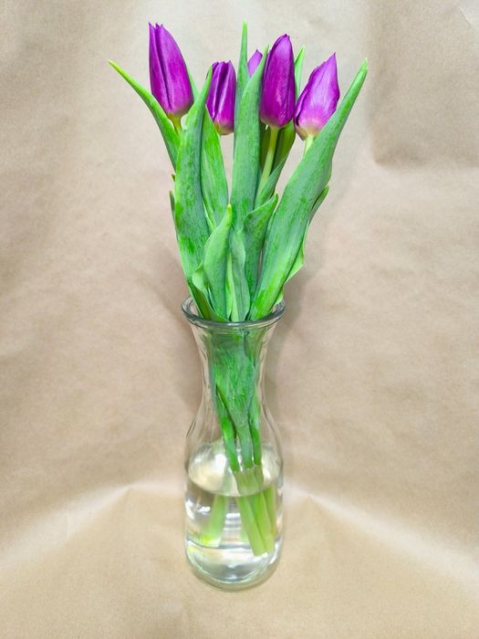 Тюльпаны ОПТОМ Усть-Каменогорск