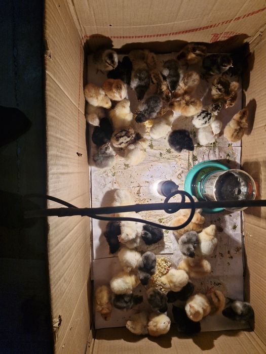 Цыплята и шөжелер