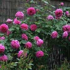 Răsad (butas) Trandafir cățărător /curgator, rosu, alb, roz sau galben