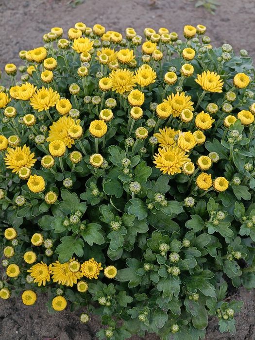 Хризантема мультифлора маточники!