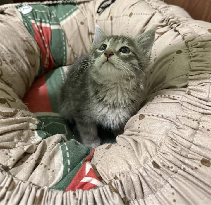 Отдам даром котенка