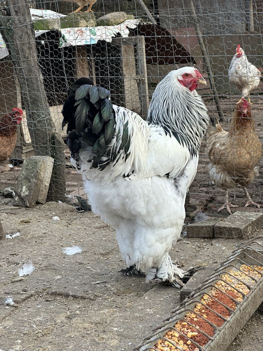 Vând puicuțe si cocoșei brahma !