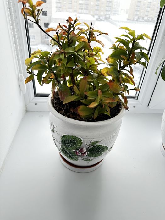 Цветы комнатные