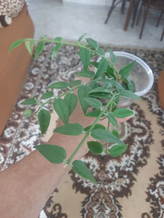 Комнатные цветочки