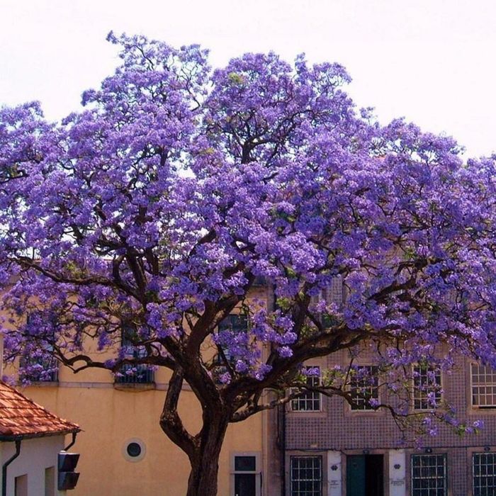 Paulownia Tomentosa Shoot Cu Flori Roz