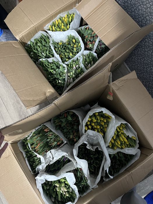 ТЮЛЬПАНЫ 8 марта