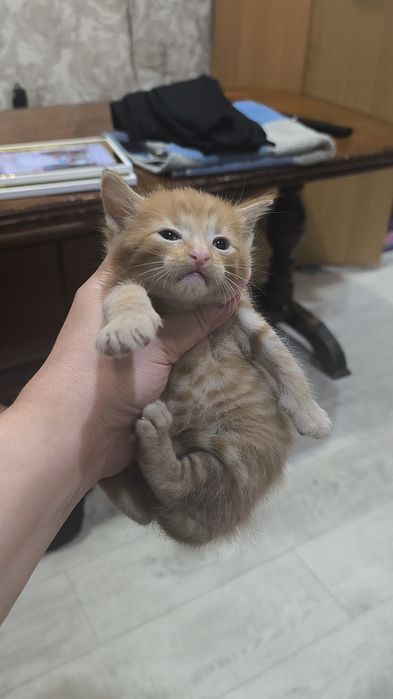 Котята бесплатно