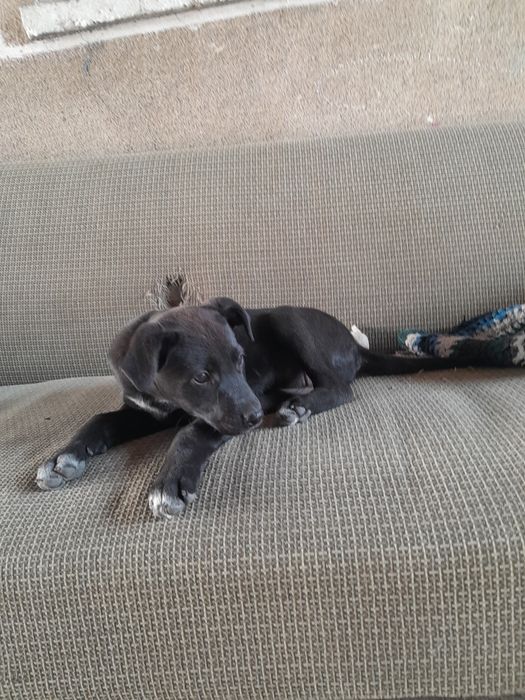 Собачка ищет хозяина