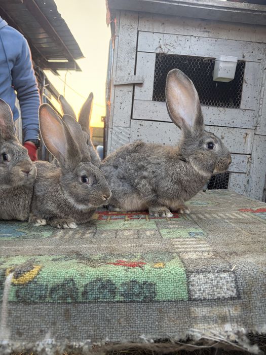 Vand iepuri uriasi gri german