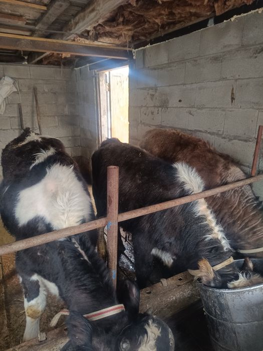 Бычки телки бараны на продажу