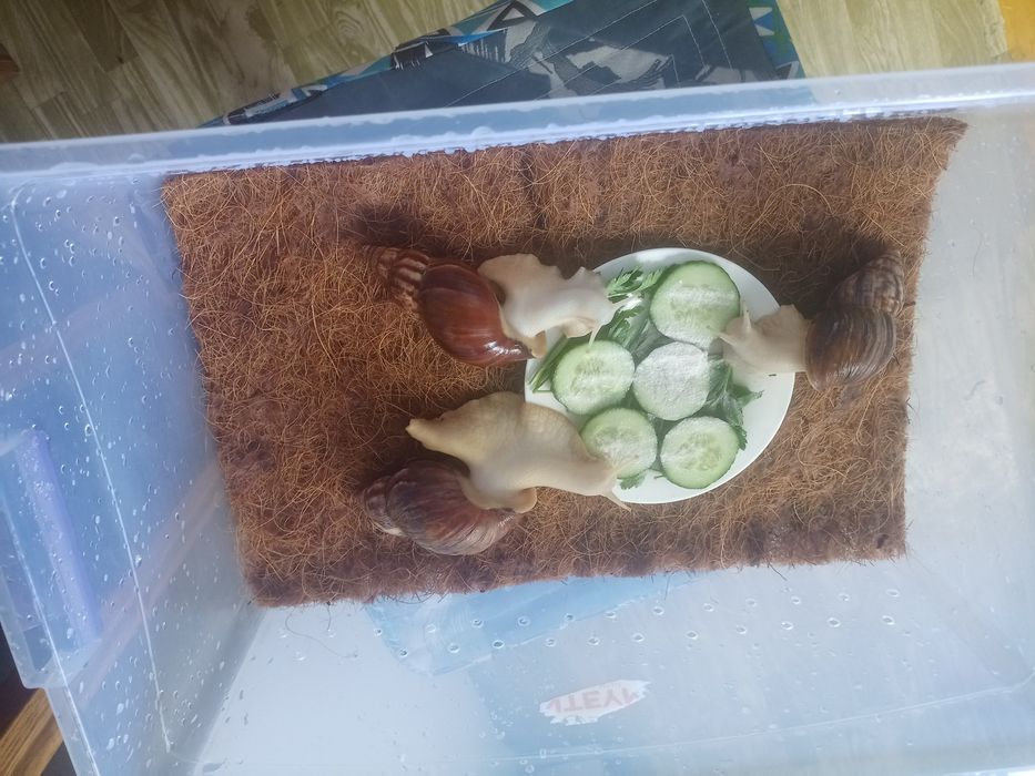 Отдам трёх улиток