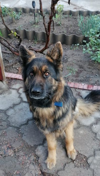 Продаю щенков немецкой овчарки