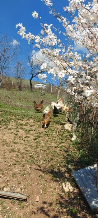 Оплодени яйца от кокошки