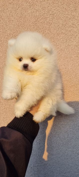 Померан померанче