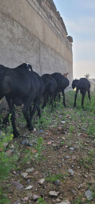 Продам баранов готовый