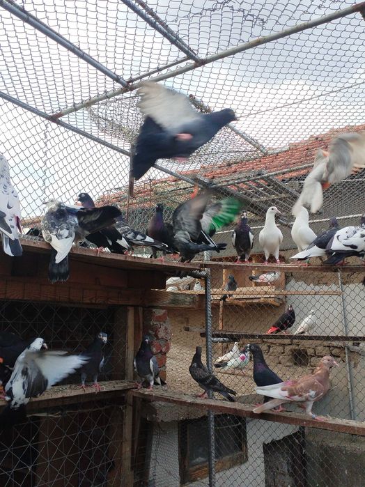 Гълъби Пазарджишки високолетачи Ловени чужди,