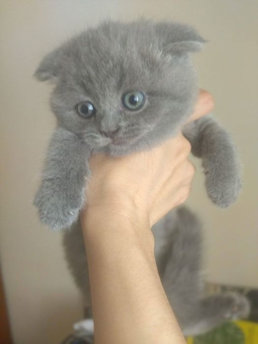 Пушистые комочки счастья скоттиш фолды