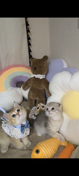 Элитные котята золотая шиншилла.