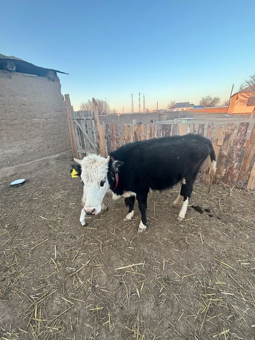 Бұзаулы Сиыр 1 ші тума