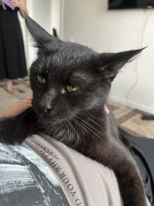 Отдам кота в добрые руки