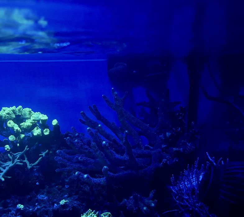 Corali acvariu marin reef apa sarata