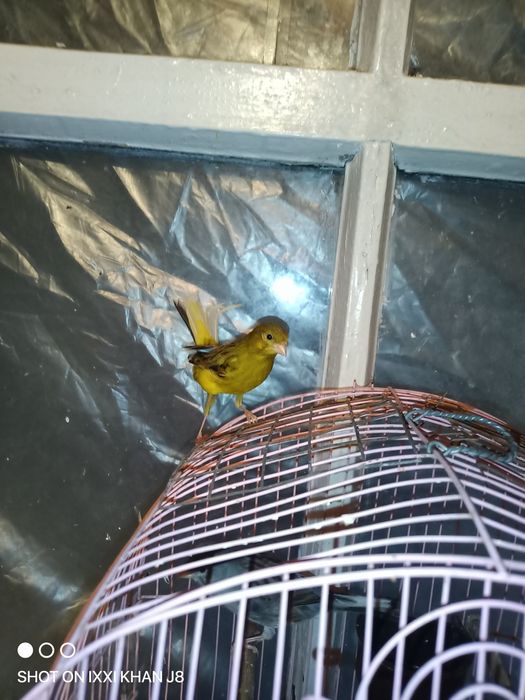 Канорейки разные самцы