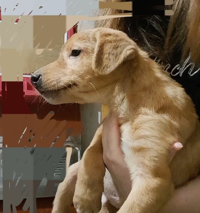 Отдам щенка в хорошие руки