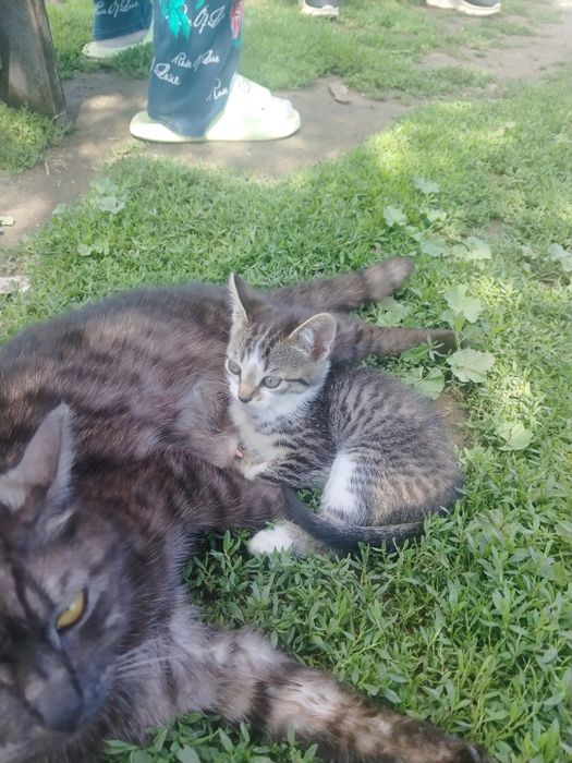 отдам котят девочки мальчики