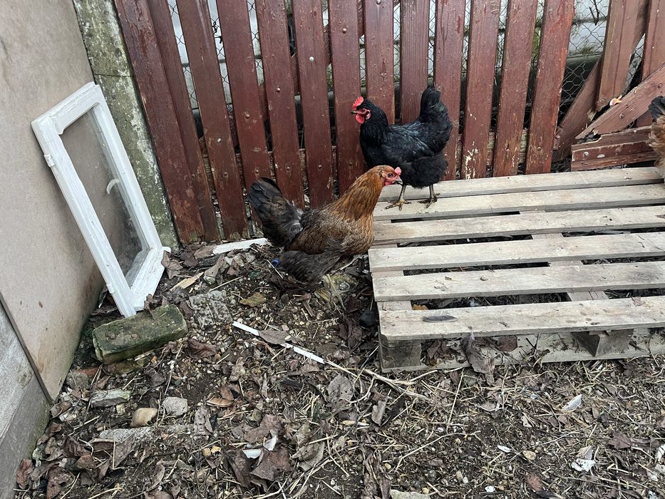 Cocos Brahma 2025 + gaini tinere 2025