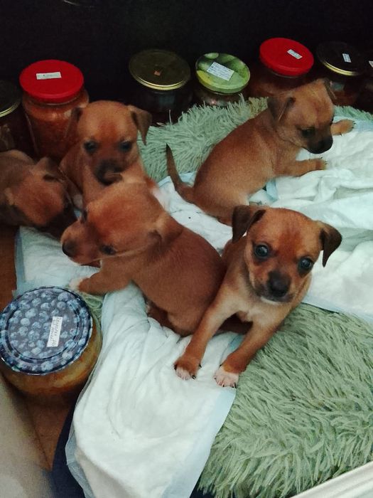 Продаются щенки русского той-терьера