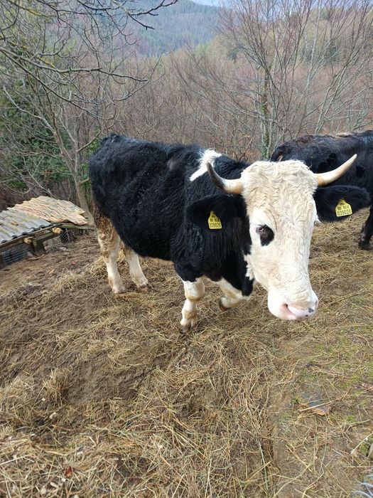 Продавам 3 броя телета