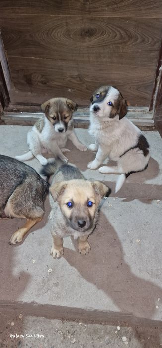 Отдам щенят бесплатно