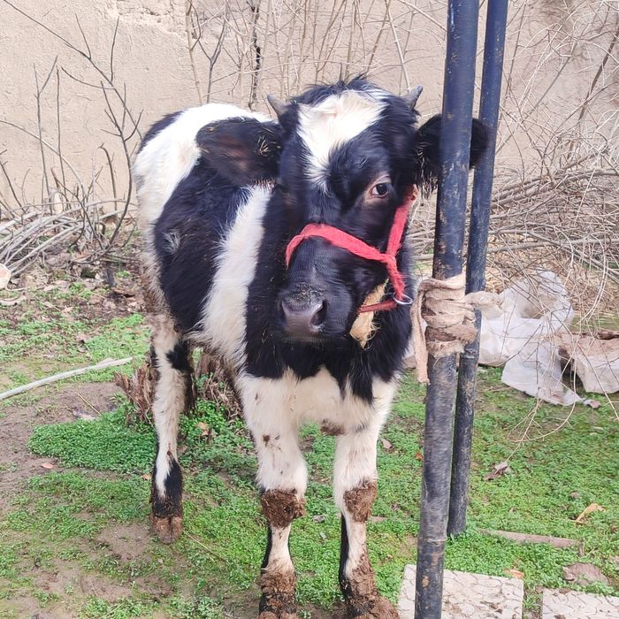 G'unajin sotiladi yoshi 1 yarim da Bo'yi 115 sm