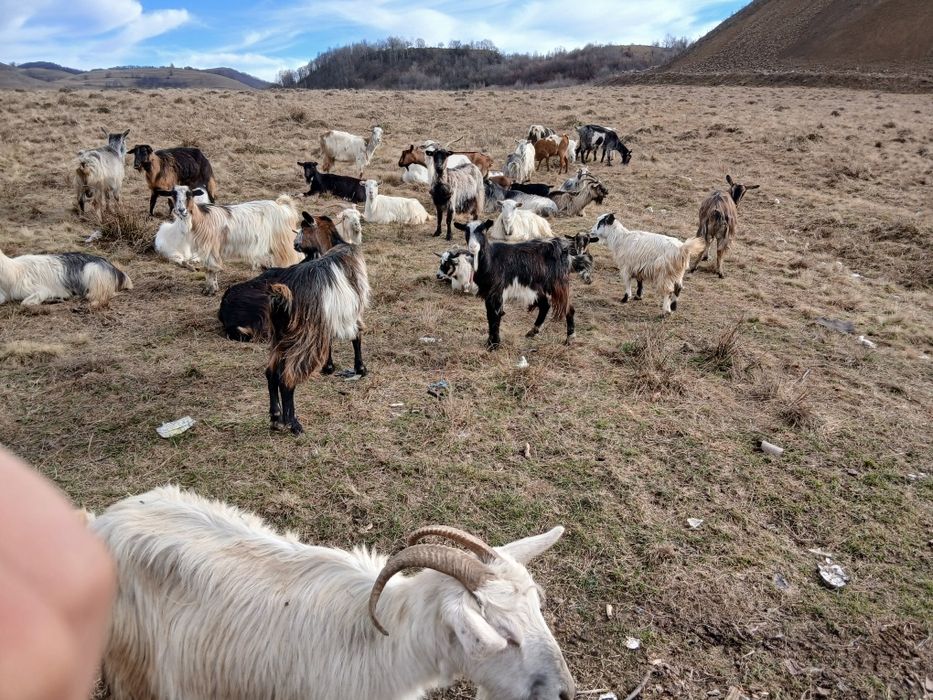 Vand 35 de capre si am 18 iezi momentan pe langa ele