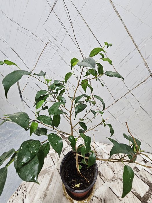 Продаю комнатные цветы.