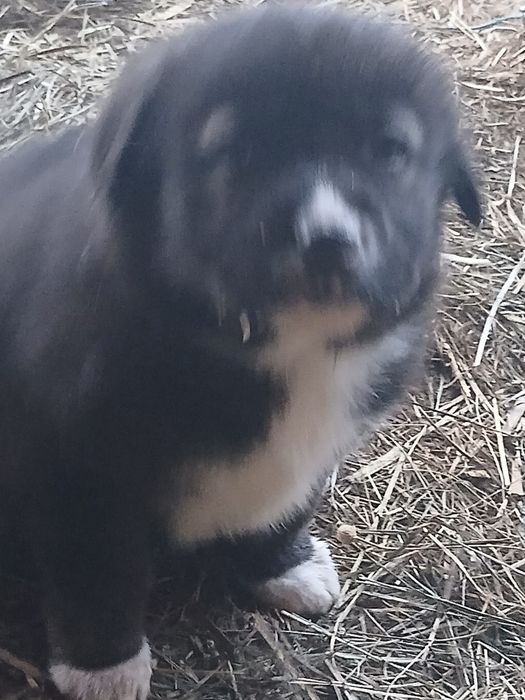 Подарявам кучета