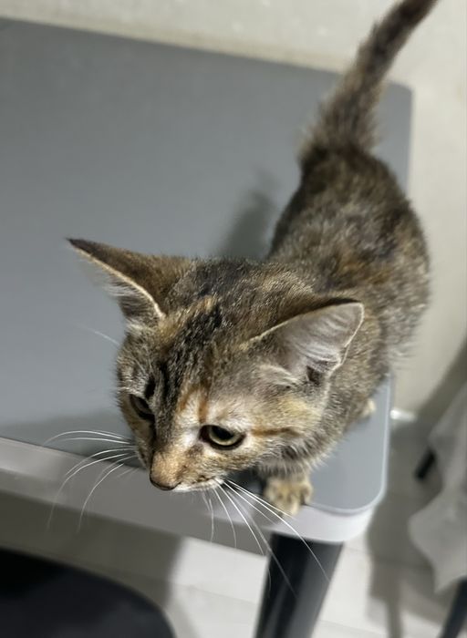 Котенок в добрые руки
