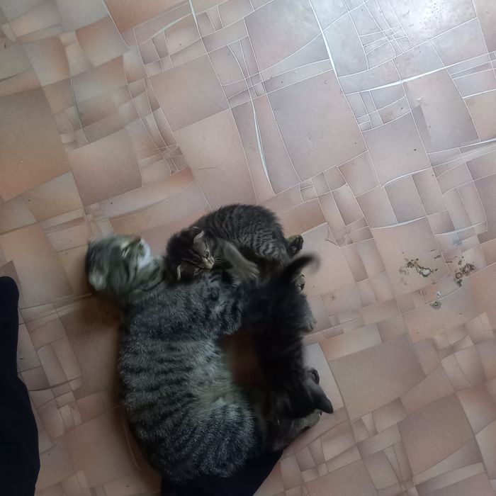 Котёнок 2 мальчик 2 девочка