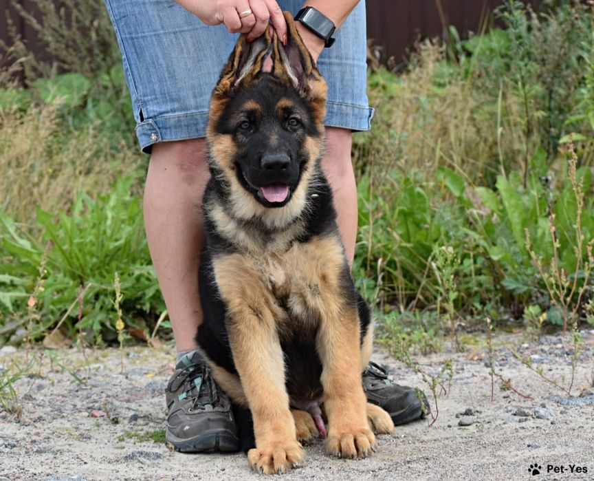 Продаётся немецкая овчарка, щенок