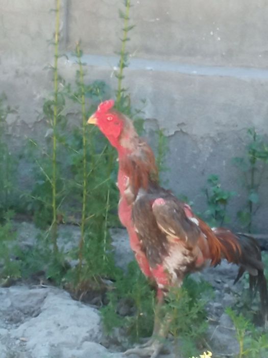 bobo xoʻros sotiladi