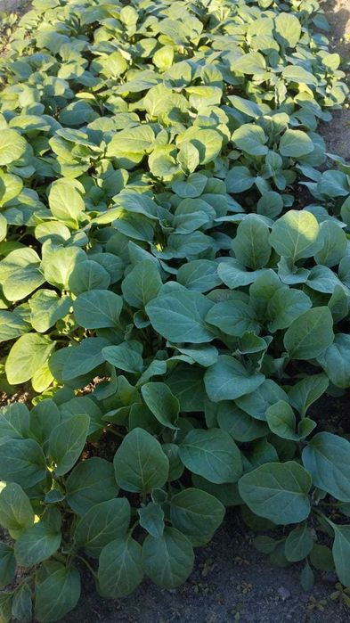 Продаётся рассада