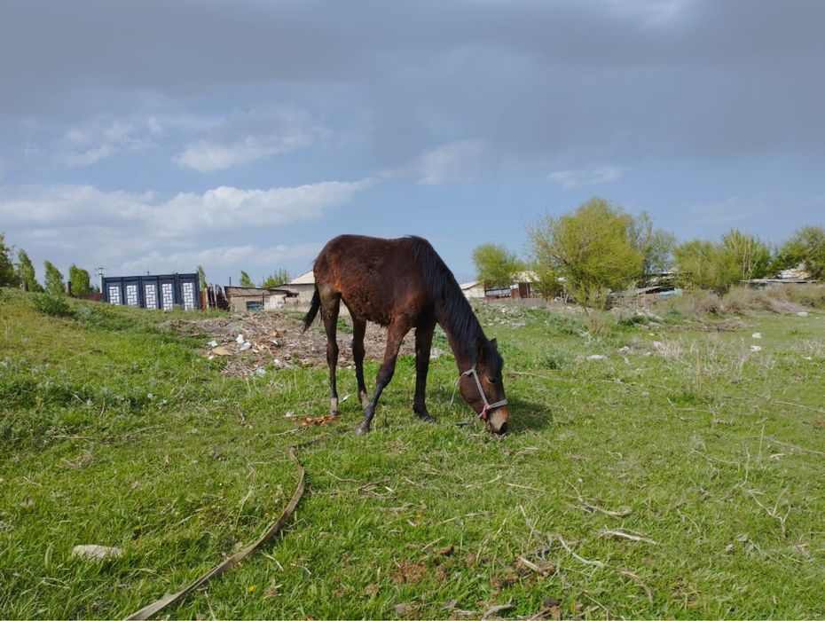 Ұрғашы тай сатылады