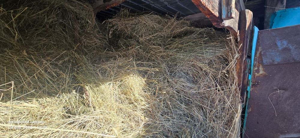 Продам домашнее сено