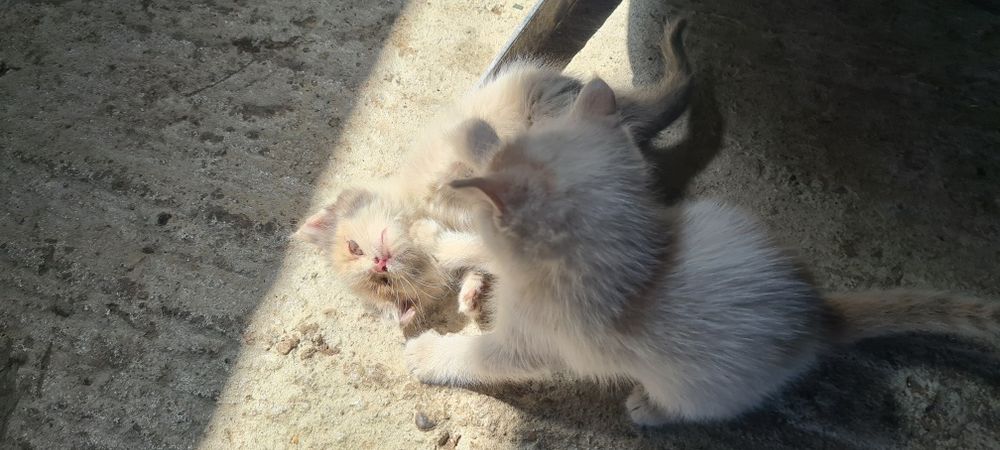 Персидский Котик