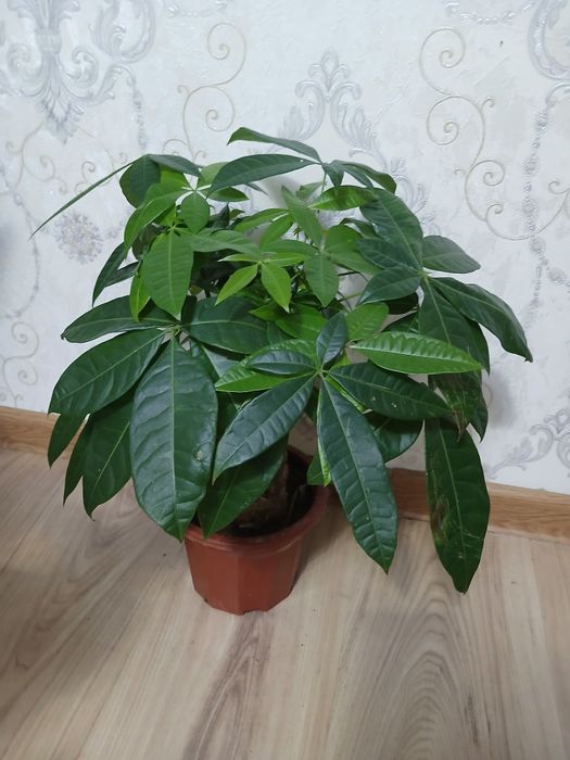 Комнатные растения