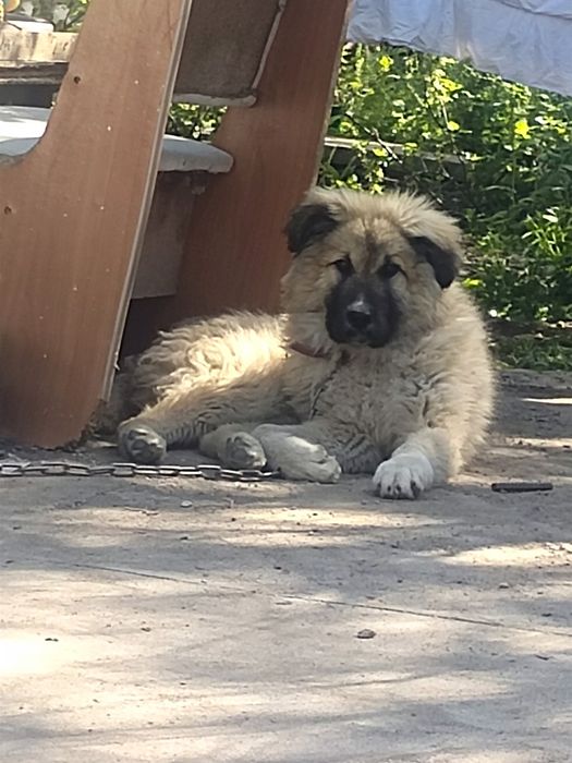 Продам щенка кавказской овчарки 4 месяца