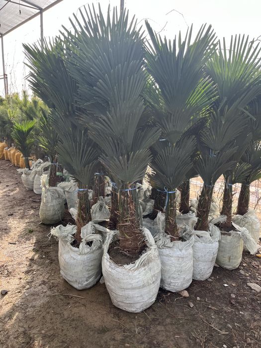 Саженцы оптом продам