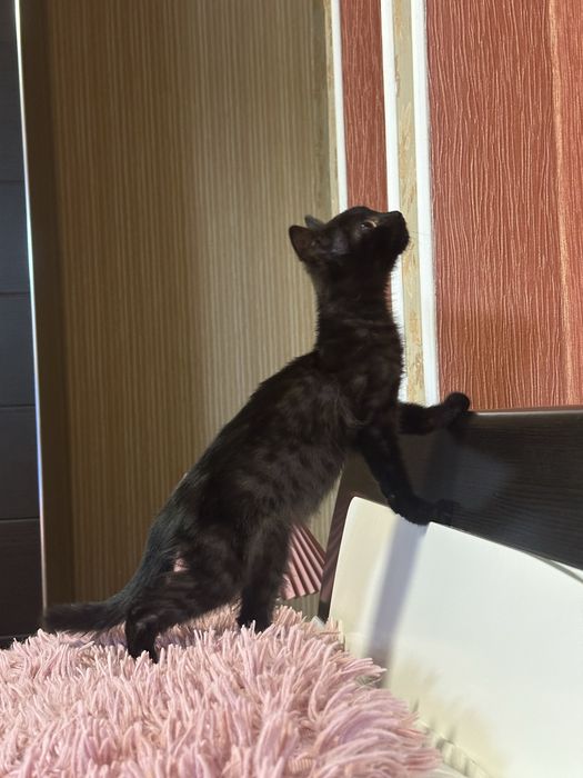 Котята Пиратки в добрые руки!