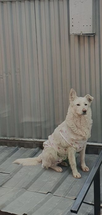 Отдам собаку в добрые и ответственные руки