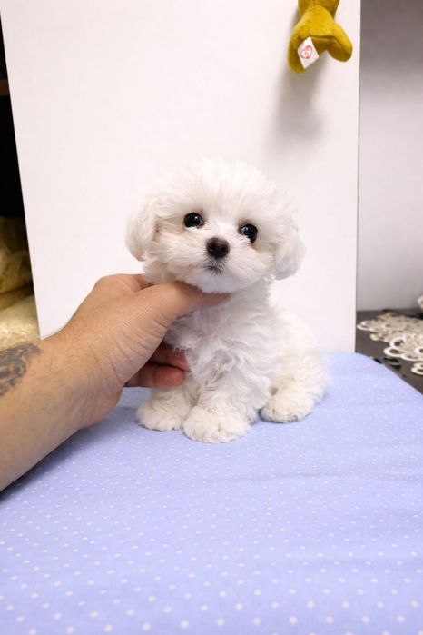 Bichon Maltez mini toy